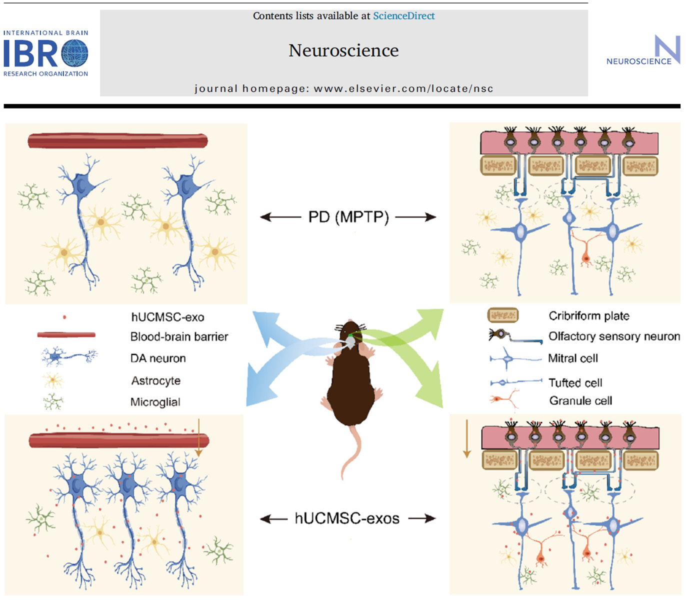 資料出處:Neuroscience. 2024 Jun 21:549:1-12. 資料出處:Neuroscience. 2024 Jun 21:549:1-12.