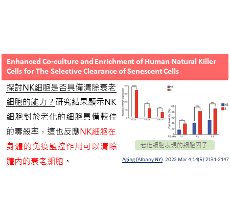 加強共同培養和增加自然殺手細胞能夠選擇性清除老化的細胞